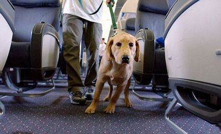 Transportul de câini în avion