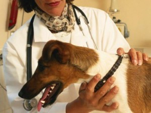Primul ajutor pentru simptome de intoxicatie la câini