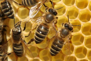 Primul ajutor pentru o intepatura de albine, eliminarea edem și umflarea, beneficiu sau rău de la o alergie intepatura