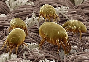 Praful imagini acarianul parazit, semne de reacții alergice și tratamentul acestora