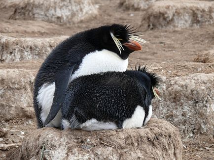 Pinguinii, enciclopedie animale