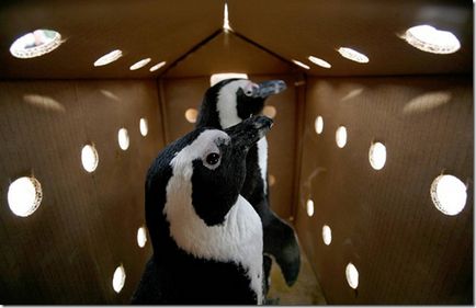 Pinguinii - păsări neobișnuite