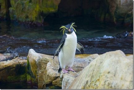 Pinguinii - păsări neobișnuite