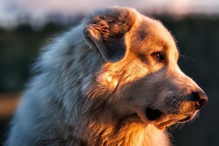 Pyrenean de munte câine enciclopedie despre câini
