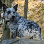 Pyrenean imagine câine de munte, descriere rasa, caracter, video