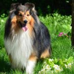 Pyrenean imagine câine de munte, descriere rasa, caracter, video