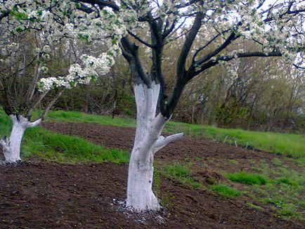 Varuire de copaci în primăvară - când și de ce să albeasca copacii din primăvara decât spoială de pomi fructiferi
