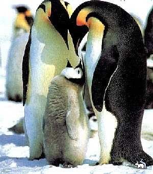 De ce Pinguinii imperiali nu se congela