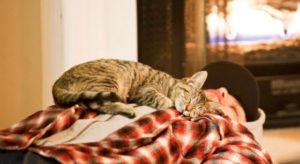 De ce pisica se află pe persoană și proprietarul adormit în pat
