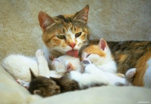 De ce pisicile murchat și ceea ce îi motivează să facă