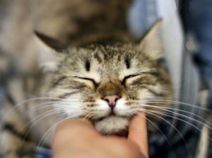 De ce pisicile murchat și ceea ce îi motivează să facă