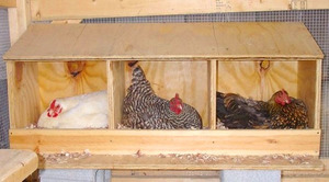 De ce puii nu poartă motive pentru a crește producția de ouă