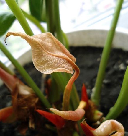 De ce nu anthurium floare la domiciliu, cum să aibă grijă ca ea a inflorit, și ce să facă în timpul