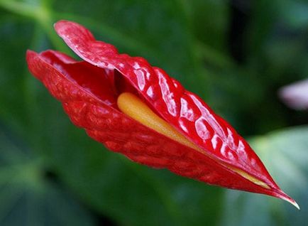 De ce nu anthurium floare la domiciliu, cum să aibă grijă ca ea a inflorit, și ce să facă în timpul