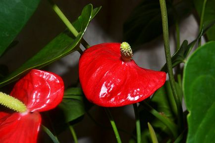 De ce nu infloreste anthurium în casă și ce să facă pentru a inflorit