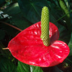 De ce nu anthurium floare la domiciliu, cum să aibă grijă ca ea a inflorit, și ce să facă în timpul