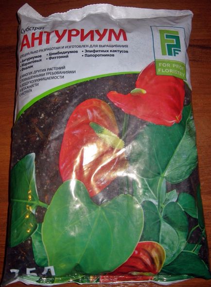 De ce nu anthurium floare la domiciliu, cum să aibă grijă ca ea a inflorit, și ce să facă în timpul