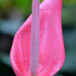 De ce nu anthurium floare la domiciliu, cum să aibă grijă ca ea a inflorit, și ce să facă în timpul