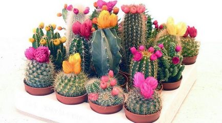 De ce nu floare cactus