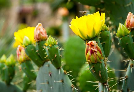 De ce nu floare cactus, cum să facă cactus floare, flori de vis