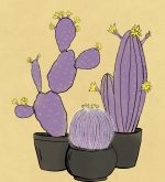 De ce nu floare cactus, cum să facă cactus floare, flori de vis