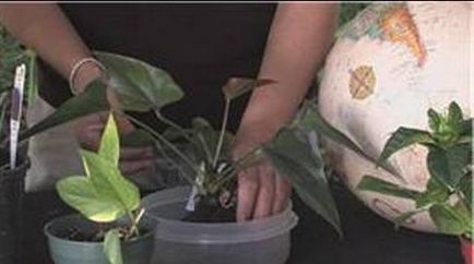 De ce nu înfloresc Anthurium Anthurium - cum să aibă grijă de anthurium