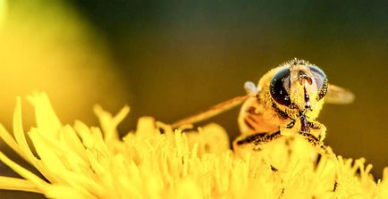 De ce albina moare atunci când înțeapă
