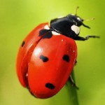 De ce este numit un Ladybird