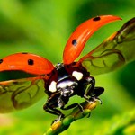 De ce este numit un Ladybird