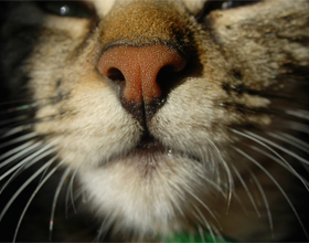 De ce pisicile nas umed, și ar trebui să fie preocupat de faptul că pisica și pisica