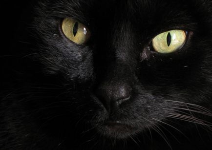 De ce pisici ochii stralucesc in intuneric, pisica si pisica