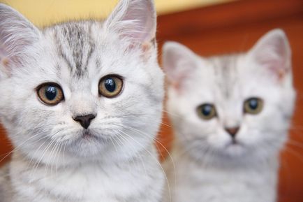 De ce pisici ochii stralucesc in cauzele intunecate