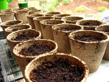 Fertilizarea răsaduri de castraveți, și când să o faceți mai bine