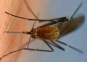 Muscata de tantari pentru a scăpa de înțepături de țânțar și ameliorarea pruritului