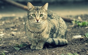 pisica Striped rase ambele numite și fotografii