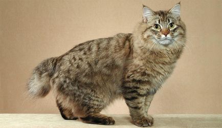 pisica Striped rase ambele numite și fotografii