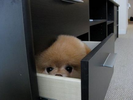 Pomeranian Boo - cel mai popular câine Facebook