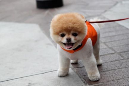 Pomeranian Boo - cel mai popular câine Facebook