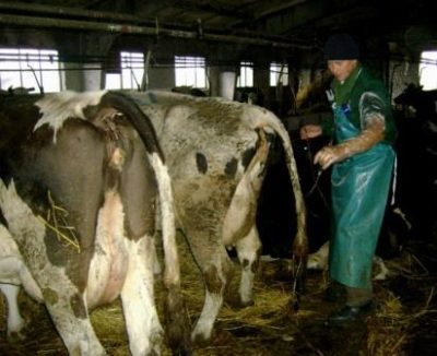 Diareea la vaci decât pentru tratarea oamenilor mijloace