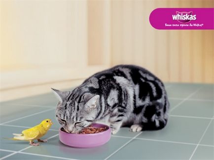 Rasa de pisici din publicitate Whiskas - ce rasa a jucat in publicitate
