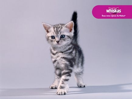 Rasa de pisici din publicitate Whiskas - ce rasa a jucat in publicitate