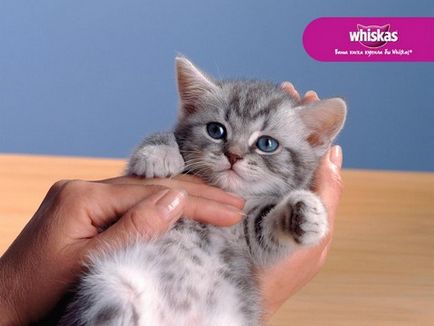 Rasa de pisici din publicitate, „Whiskas“ - care sunt aceste animale și de ce au fost alese pentru un film
