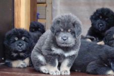 Dog Rase pentru conținutul de aer proaspăt (coliviei), Dane Rottweiler Samoyed husky