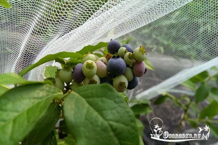 Plantarea semințelor afine și răsaduri, ghid pas cu pas