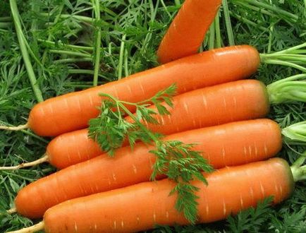 Plantarea morcovi primăvară - sfaturi pentru o recoltă generoasă, dragoste grădina mea