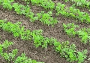 Plantarea morcovi primăvară - sfaturi pentru o recoltă generoasă, dragoste grădina mea