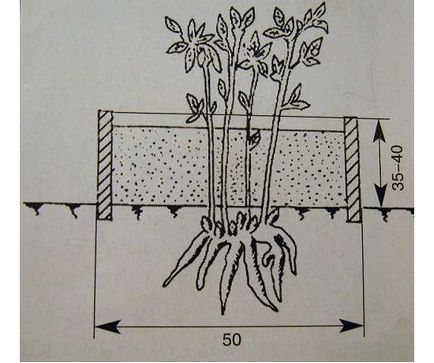 bujori plantare, cultivarea grijă de răsaduri, tehnologie, fotografie