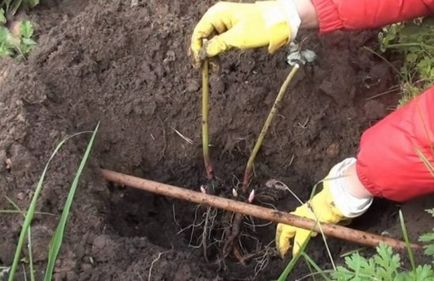 bujori plantare, cultivarea grijă de răsaduri, tehnologie, fotografie