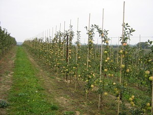 plantarea de copaci de mere unde, cum și când să planteze corect