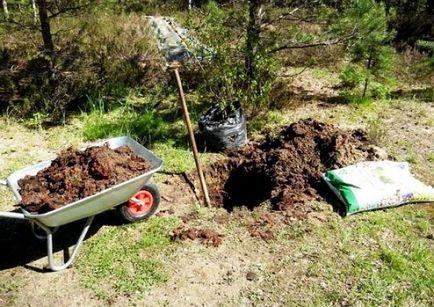 Plantarea de primăvară cu mere mâinile lor - o descriere detaliată! (Destinație) Plantarea de primăvară cu mere mâinile lor - o descriere detaliată!
